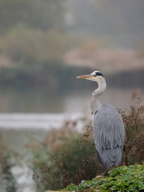 Gri balıkçıl, Ardea Cinerea, tek kuş, Londra, Kasım 2022