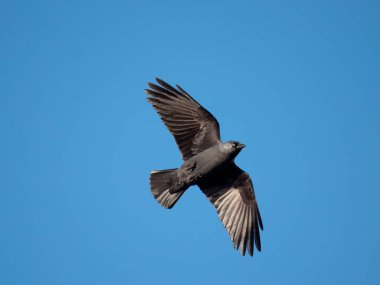 Jackdaw, Corvus monedula, uçan tek kuş, Dorset, Kasım 2022