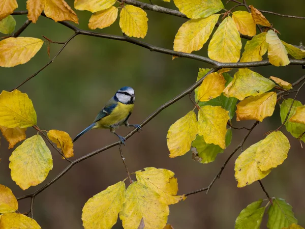 Blue Tit Cyanistes Caeruleus Single Bird Beech Leaves Warwickshire November — Photo