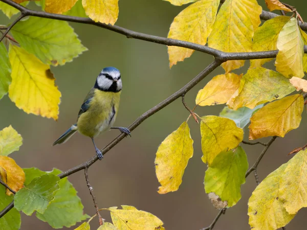 Blue Tit Cyanistes Caeruleus Single Bird Beech Leaves Warwickshire November — Foto de Stock