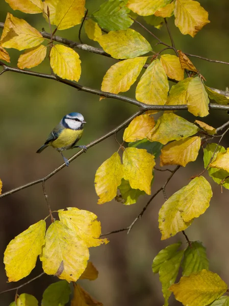 Blue Tit Cyanistes Caeruleus Single Bird Beech Leaves Warwickshire November — Fotografia de Stock