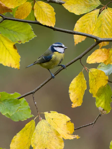 Blue Tit Cyanistes Caeruleus Single Bird Beech Leaves Warwickshire November —  Fotos de Stock
