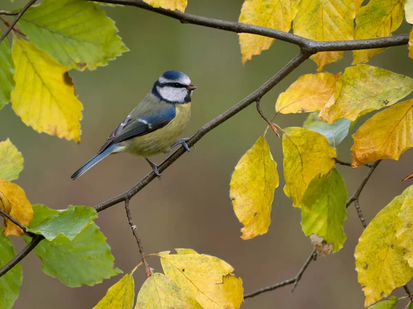Blue Tit Cyanistes Caeruleus Single Bird Beech Leaves Warwickshire November — стоковое фото