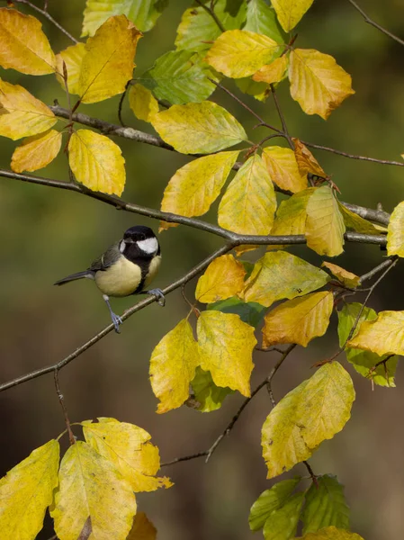 Great Tit Parus Major Single Bird Beech Leaves Warwickshire November — Stockfoto