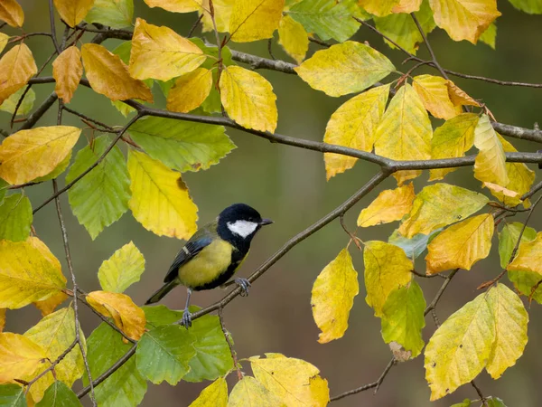 Great Tit Parus Major Single Bird Beech Leaves Warwickshire November — Stok Foto