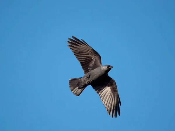 Jackdaw Corvus Monedula Alleenstaande Vogel Vlucht Dorset November 2022 — Stockfoto