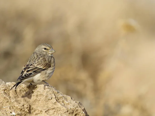 Linnet Linaria Fabina Single Bird Rock Иордания Октябрь 2022 — стоковое фото