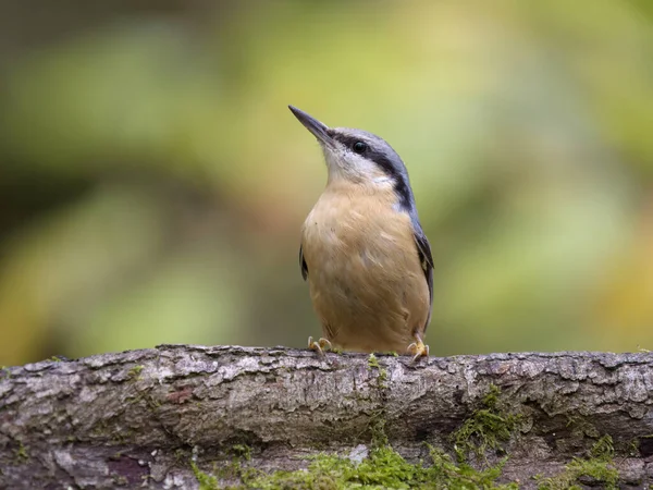 Nuthatch Sitta Europaea Pojedynczy Ptak Drzewie Warwickshire Listopad 2022 — Zdjęcie stockowe
