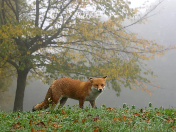Red Fox Vulpes Vulpes Single Mammal Grass Autumn Nove Ber — стоковое фото