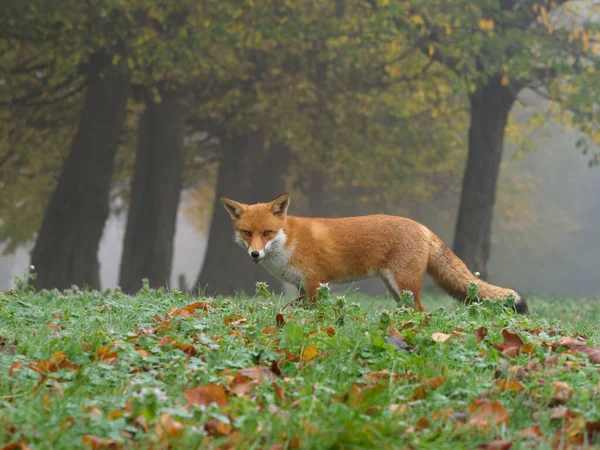 Red Fox Vulpes Vulpes Single Mammal Grass Autumn Nove Ber — Stock Photo, Image