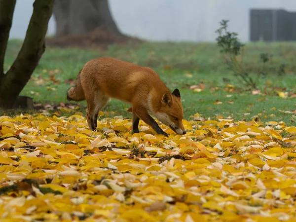 秋天在草地上的单头哺乳动物 2022年9月 — 图库照片