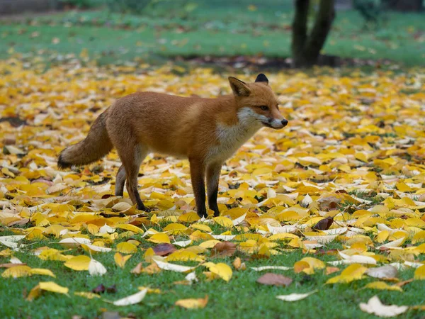 秋天在草地上的单头哺乳动物 2022年9月 — 图库照片