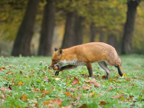 Red Fox Vulpes Vulpes Single Mammal Egg Grass Autumn Nove — Stock Photo, Image