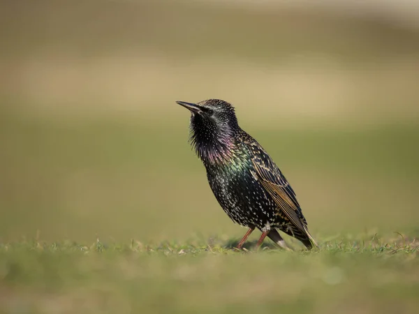 Starling Sturnus Vulgaris Single Bird Singing Grass Dorset November 2022 — 图库照片