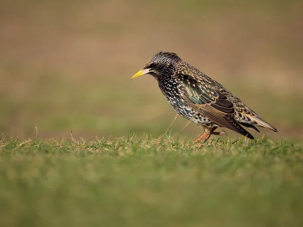 Starling Sturnus Vulgaris Single Bird Grass Dorset November 2022 — стокове фото