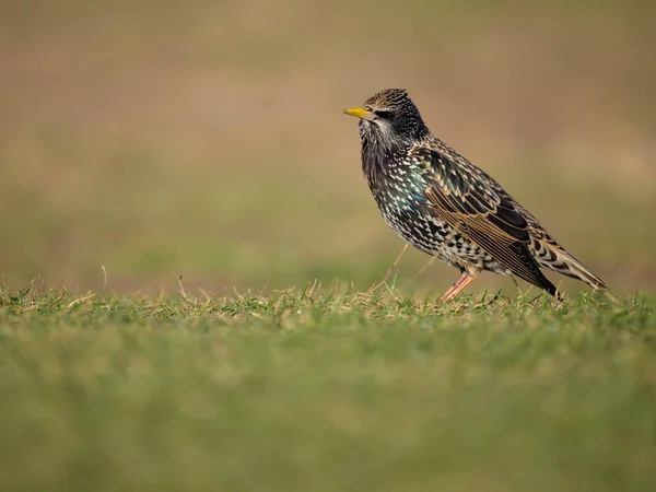 Starling Sturnus Vulgaris Single Bird Grass Dorset November 2022 — 图库照片