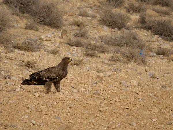 Steppe Eagle Aquila Nipalensis Jeden Pták Zemi Jordánsko Říjen 2022 — Stock fotografie
