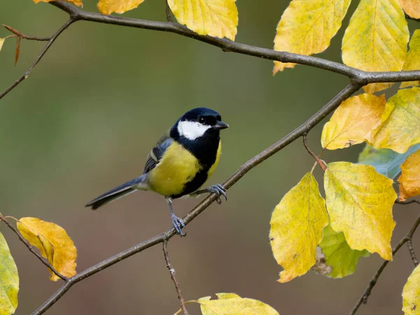 Great Tit Parus Major Single Bird Beech Leaves Warwickshire November lizenzfreie Stockfotos