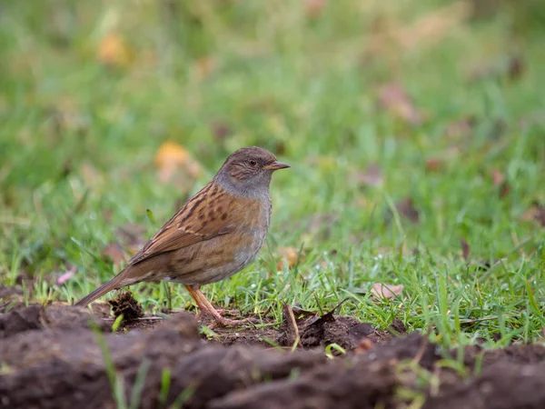 Dunnock Veya Hedge Sparrow Prunella Modularis Yeryüzündeki Tek Kuş Staffordshire — Stok fotoğraf