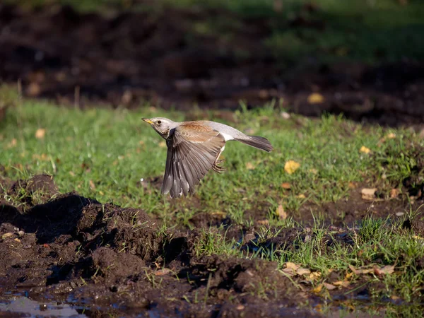 Fieldfare Turdus Pilaris Einzelvogel Flug Staffordshire November 2022 — Stockfoto