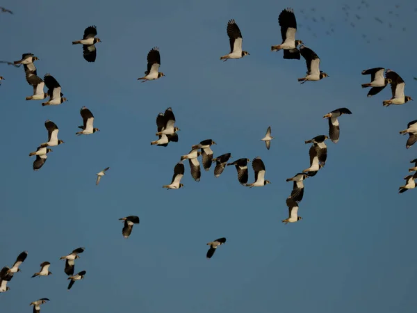 Northern Lapwing Vanellus Vanellus Grupo Aves Voo Gloucestershire Novembro 2022 — Fotografia de Stock