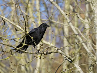 Carrion crow, Corvus corone, tek bir kuş, Warwickshire, Kasım 2022
