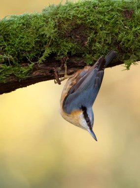 Nuthatch, Sitta europaea, şubedeki tek kuş, Warwickshire, Kasım 2022