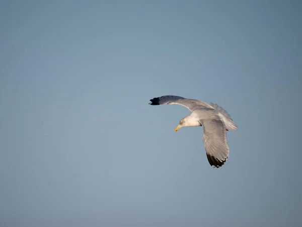 Herring Gull Larus Argentatus Single Bird Flight Cheshire November 2022 — 图库照片