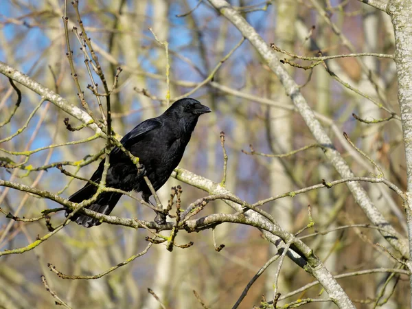 Caron Crow Corvus Corone Single Bird Branch Warwickshire November 2022 — 图库照片