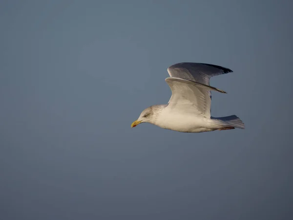 Gabbiano Aringa Larus Argentatus Uccello Singolo Volo Cheshire Novembre 2022 — Foto Stock