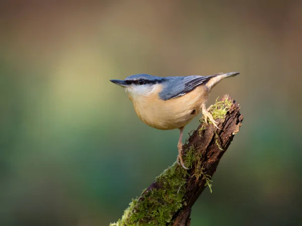 Nuthatch Sitta Europaea Single Bird Branch Warwickshire November 2022 — Stock Photo, Image