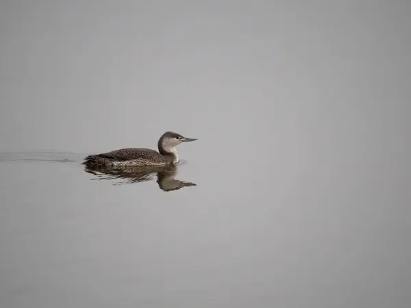 Prachttaucher Gavia Stellata Einzelner Vogel Auf Dem Wasser Wintergefieder Worcestershire — Stockfoto