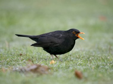 Blackbird, Turdus Merula, otların üzerinde bekâr erkek, Warwickshire, Aralık 2022