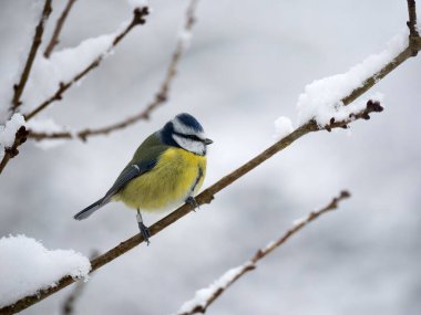 Blue tit, Cyanistes caeruleus, single bird on snow covered branch, Warwickshire, December 2022
