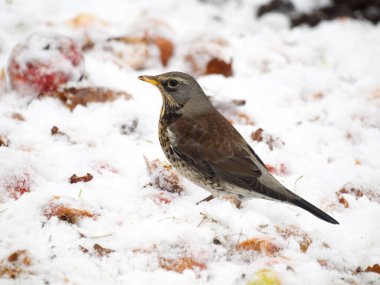 Fieldfare, Turdus pilaris, karla beslenen tek kuş, Warwickshire, Aralık 2022