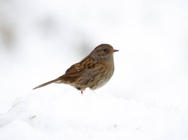 Dunnock veya Hedge Sparrow, Prunella modularis, kardaki tek kuş, Warwickshire, Aralık 2022