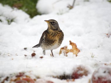 Fieldfare, Turdus Pilaris, Karda Elma Üzerine Tek Kuş, Warwickshire, Aralık 2022