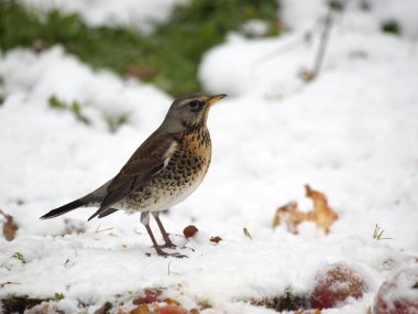 Fieldfare, Turdus Pilaris, Karda Elma Üzerine Tek Kuş, Warwickshire, Aralık 2022