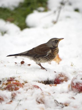 Fieldfare, Turdus Pilaris, Karda Elma Üzerine Tek Kuş, Warwickshire, Aralık 2022