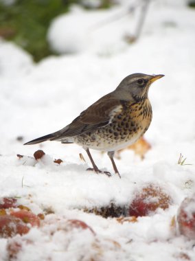 Fieldfare, Turdus Pilaris, Karda Elma Üzerine Tek Kuş, Warwickshire, Aralık 2022