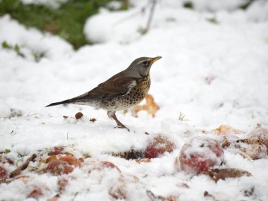 Fieldfare, Turdus Pilaris, Karda Elma Üzerine Tek Kuş, Warwickshire, Aralık 2022