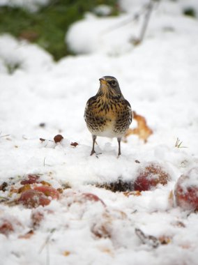 Fieldfare, Turdus Pilaris, Karda Elma Üzerine Tek Kuş, Warwickshire, Aralık 2022