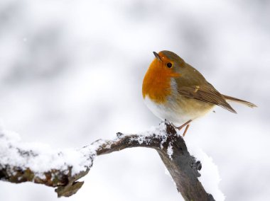 Robin, Erithacus Rubecula, karlı daldaki tek kuş, Warwickshire, Aralık 2022