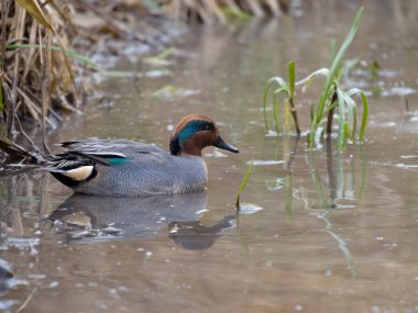 Teal, Anas Crecca, bekar erkek, Gloucestershire, Aralık 2022
