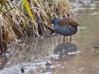 Su rayı, Rallus aquaticus, tek su kuşu, Gloucestershire, Aralık 2022
