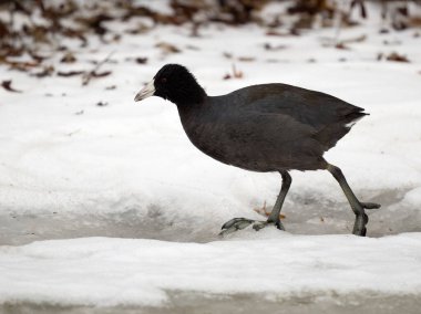 American coot, Fulica americana, single bird in snow, British Columbia, Canada, December 2022
