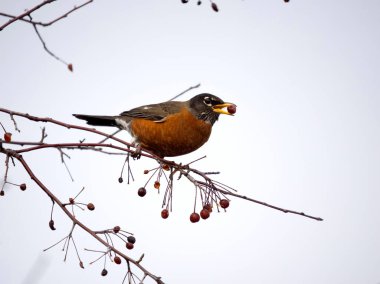 American robin, Turdus migratorius, single bird on branch with berries, British Columbia, Canada, December 2022