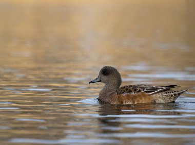 American wigeon, Mareca americana, single female on water, British Columbia, Canada, December 2022