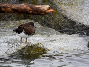 Black turnstone, Arenaria melanocephala, single bird on rock, British Columbia, Canada, December 2022