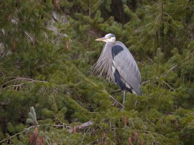 Great-blue heron, Ardea herodias, single bird in tree, British Columbia, Canada, December 2022